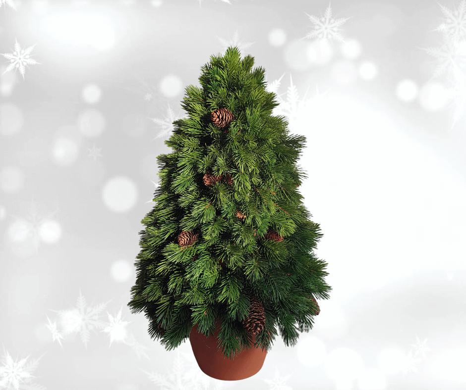 25ae47143cd3f1abf4f90cedf8f055f6